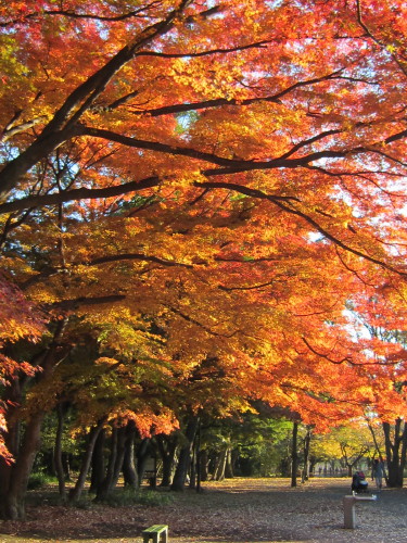 紅葉 井の頭公園で遊ぼう