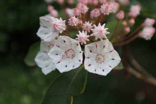 花 植物 井の頭公園で遊ぼう