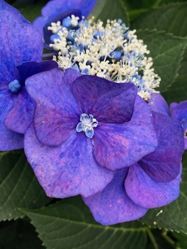 本当の紫陽花の花 井の頭公園で遊ぼう